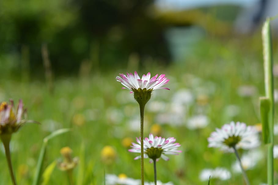 Grass, Flower, Daisy, Garden, Nature, green, white, spring HD wallpaper
