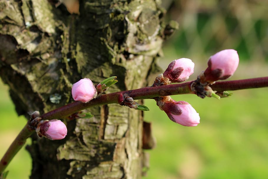 pink flowers, tree, donuts, spring, nature, at the court of HD wallpaper