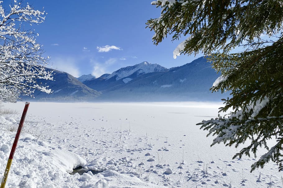 snow, winter, cold, nature, tree, landscape, frozen, scenic HD wallpaper