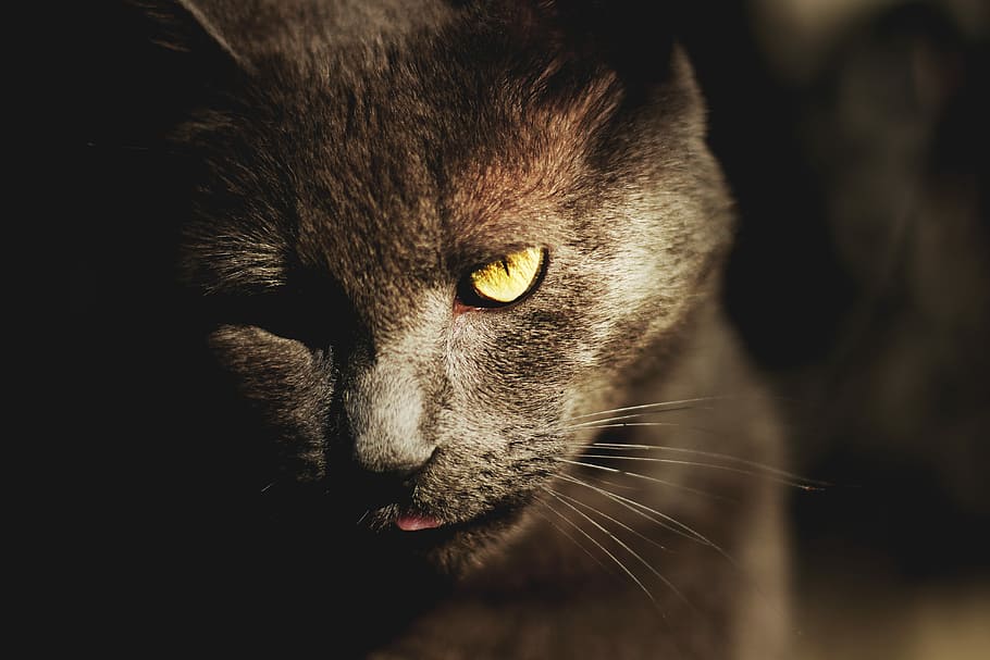 Neighbourhood Cat, cat with one eye, kitty, feline, whisker, animal HD wallpaper