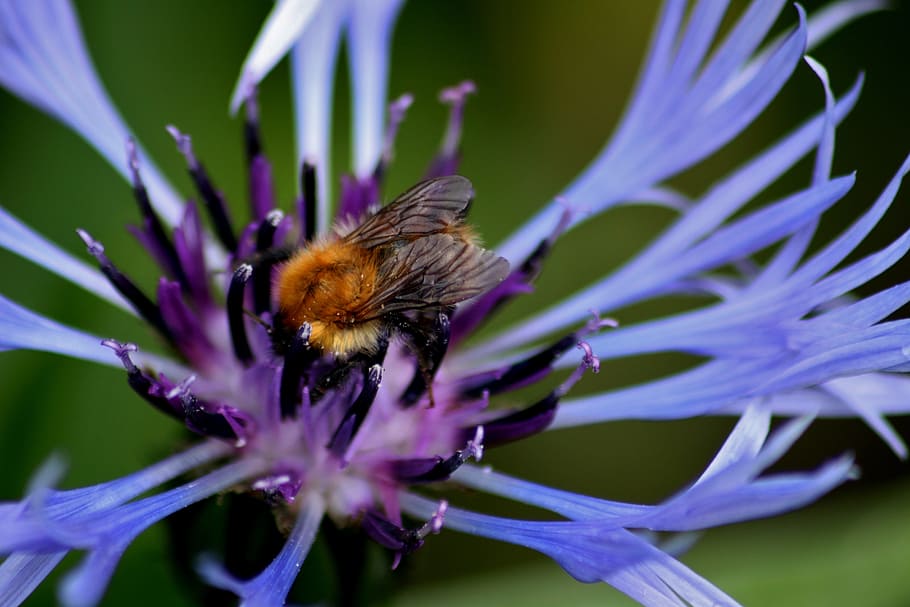 Flower, Nature, Insect, Honey Bee, one animal, purple, fragility HD wallpaper