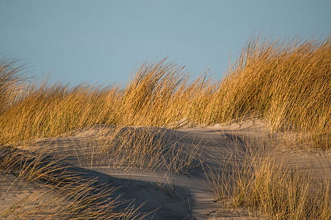 green grass field, dune grass, sand, beach, coast, north sea HD wallpaper