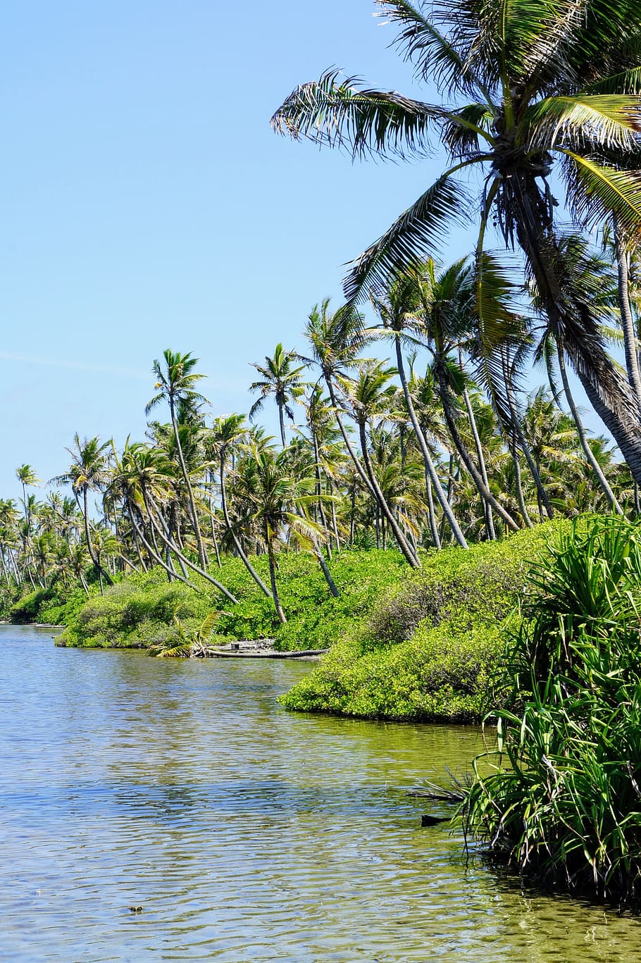 Palm Trees, Blue Sky, Clouds, green, partly cloudy, exotic HD wallpaper