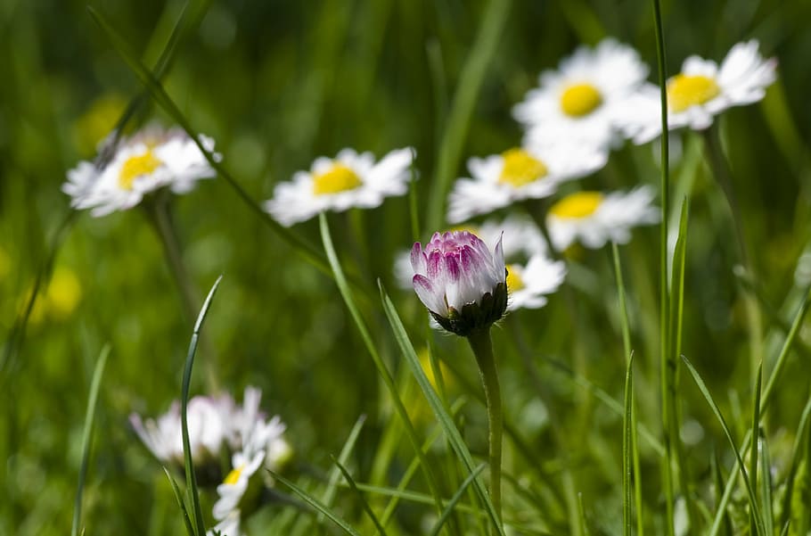 daisy, spring, meadow, wildflowers, garden, pink, white, close HD wallpaper