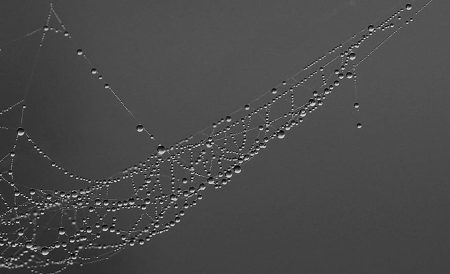 Spider Web, Drops, Dew, Nature, place, wet, rain, water, backgrounds HD wallpaper