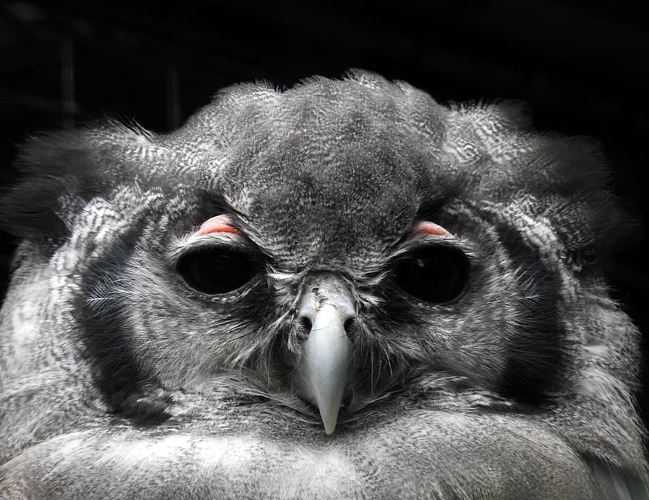 owl, watching, nature, animal wildlife, bird, animals in the wild HD wallpaper