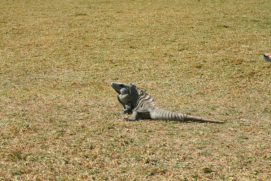 reptile, animal, lizard, insect eater, iguana, nature, dragon HD wallpaper