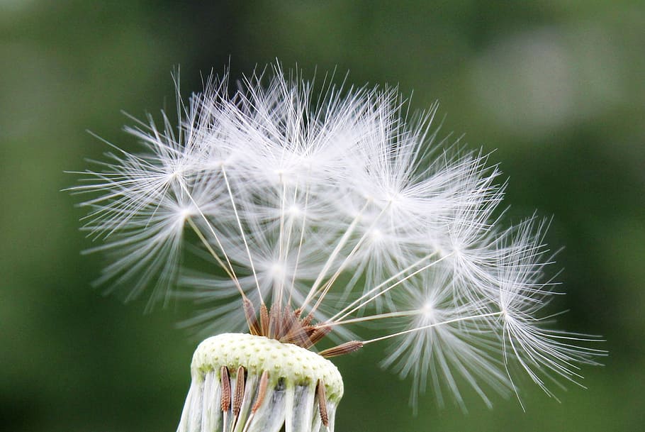 white dandelion flower in close-up photography, seeds, nature HD wallpaper