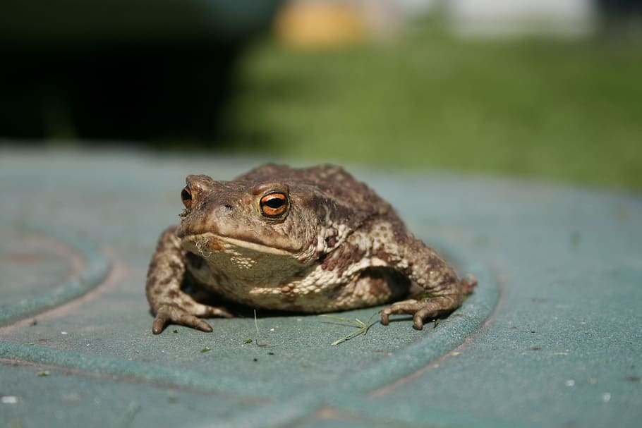 toad, amphibian, frog, closeup, animals, animal themes, one animal HD wallpaper