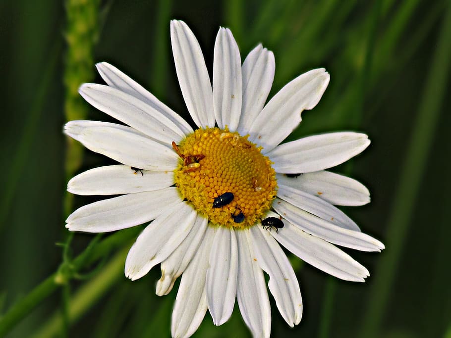 flower, chamomile, meadow, nature, summer, flowers, field, spring HD wallpaper