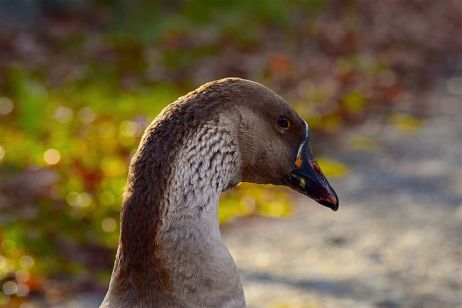 goose, profile, face, portrait, bill, feathers, eyes, bird HD wallpaper