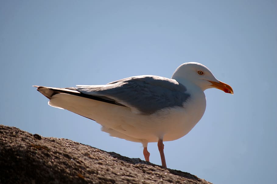bird, sea, seagull, animal, animals in the wild, animal themes HD wallpaper