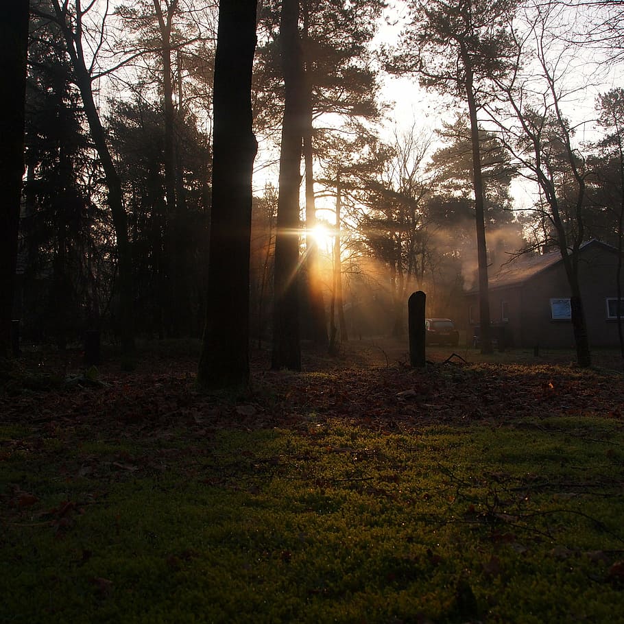 sunrise, trees, silhouette, landscape, winter, houses, branches HD wallpaper