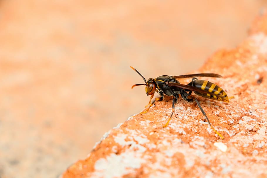 yellow, bee, animal, insect, wasp, animal themes, invertebrate HD wallpaper