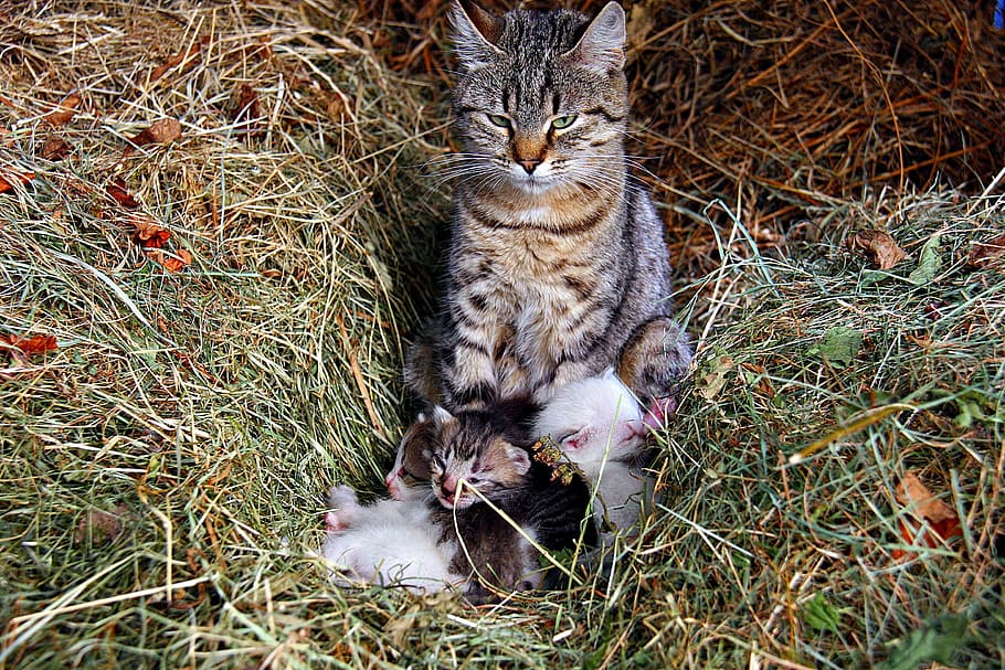 cat and kittens on hay, animals, cute, family, animal themes HD wallpaper