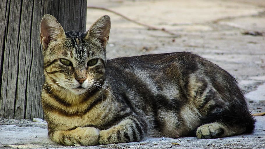 cat, resting, looking, street, village, cyprus, relax, calm HD wallpaper