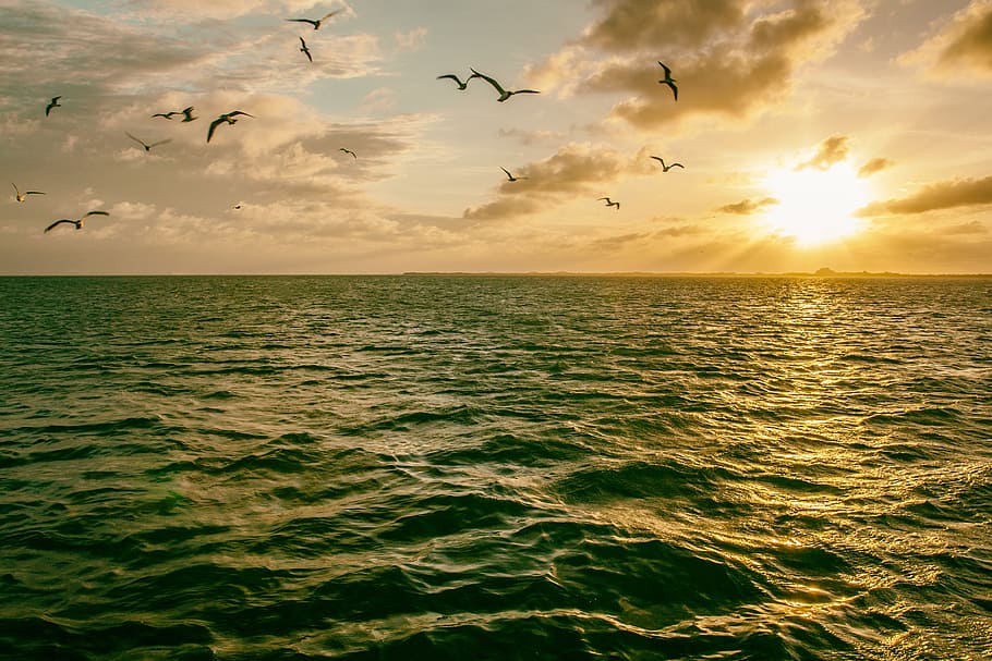 Seagull birds flying in the sky over the ocean at sunset, nature, HD wallpaper