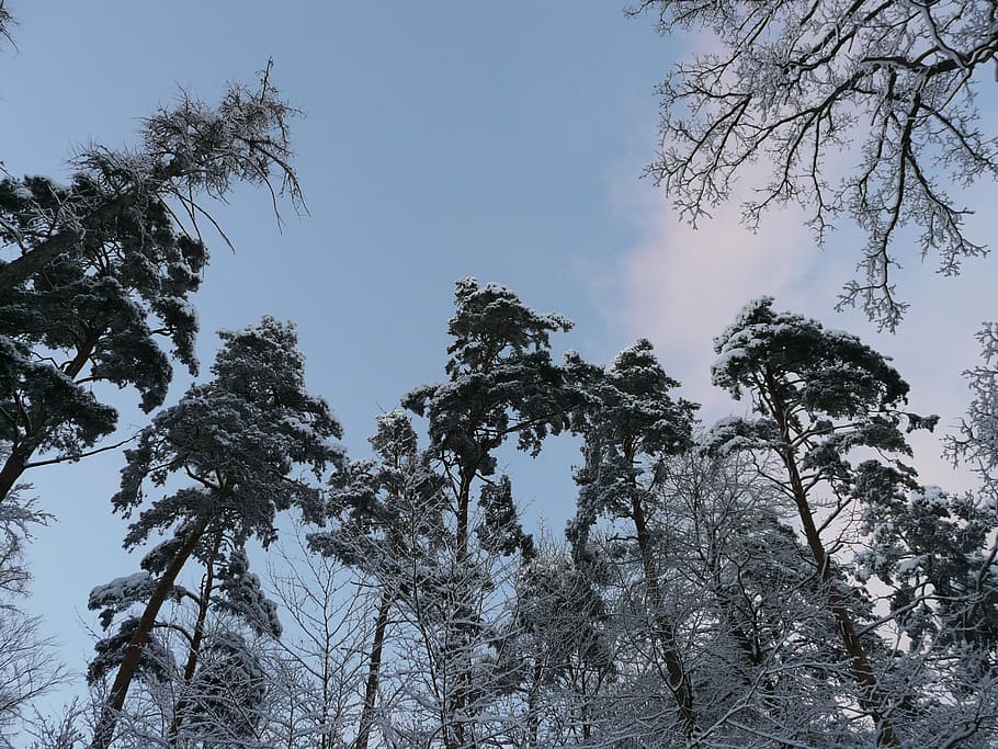 Trees, Forest, Top, Snowy, Winter, sky, wintry, icy, cold, white HD wallpaper