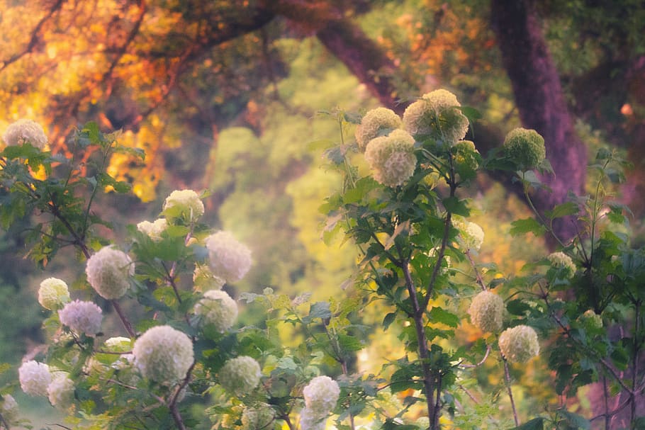 close-up photography of white hydrangeas, bush, hydrangea bush HD wallpaper