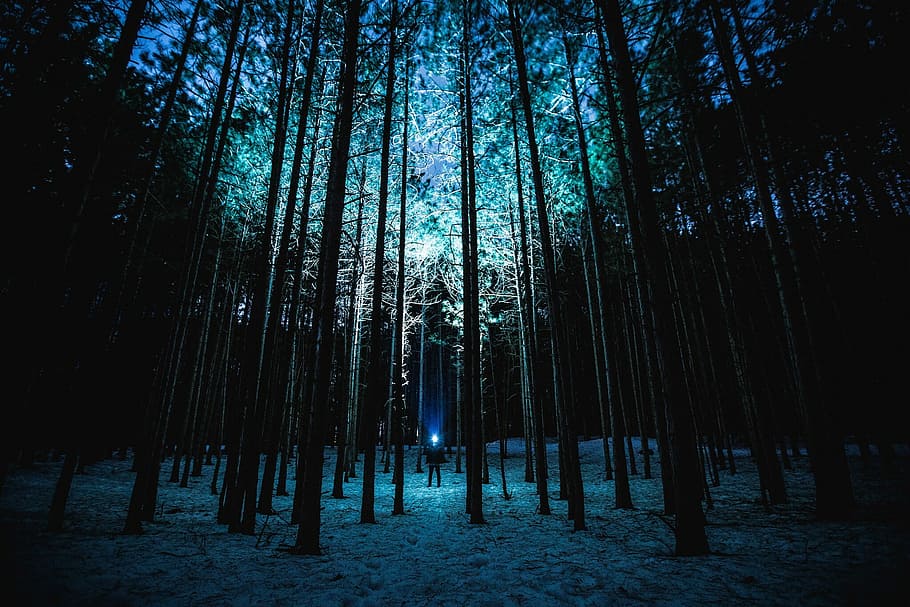 person standing in the middle of the forest, person standing near trees HD wallpaper