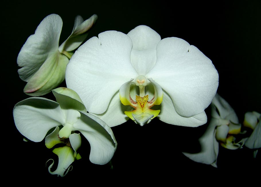 orchid, white, flower, flowering plant, vulnerability, petal HD wallpaper