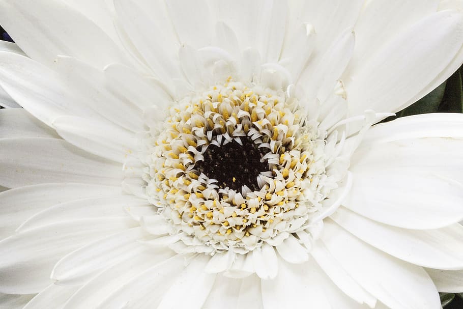 macro photography white daisy flower in bloom, gerbera, composites HD wallpaper
