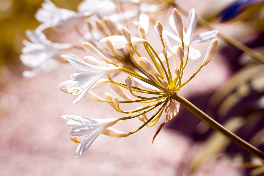 white petaled flowers, agapanthus, white jewelry lily, amaryllidaceae