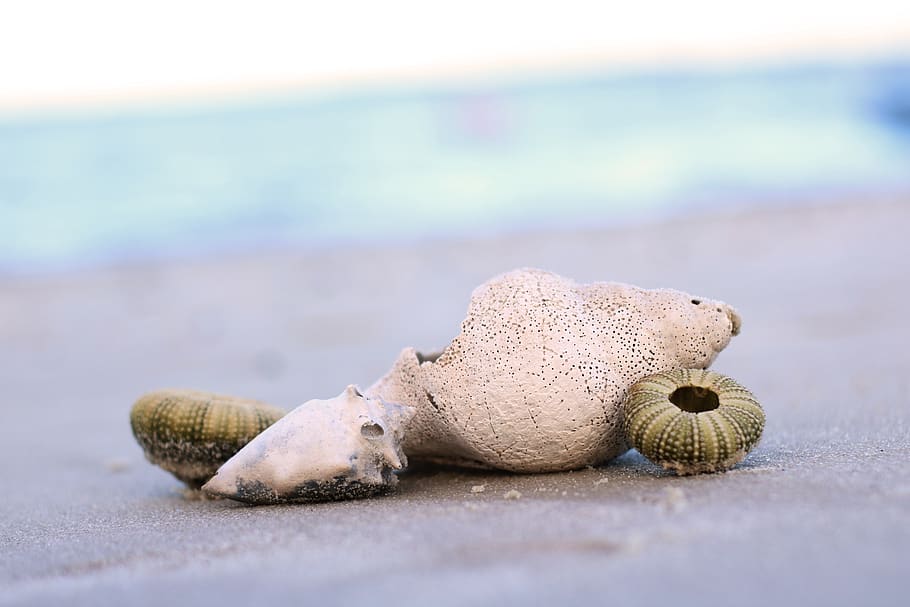 mar, costa, beach, shell, bahia, sea, selective focus, land HD wallpaper