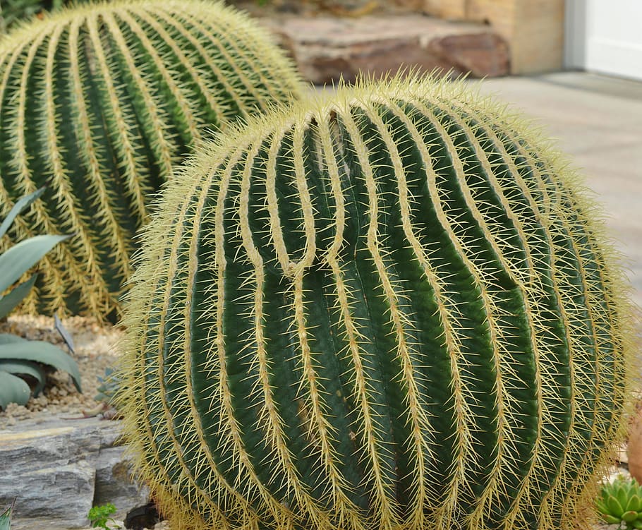 Cactus, Spur, Plant, green, prickly, thorns, nature, pointed HD wallpaper
