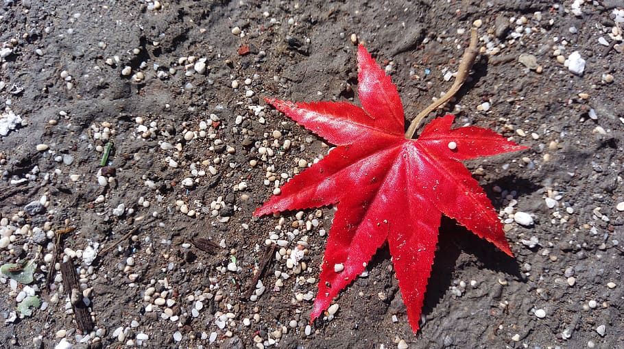 maple leaf, red, mood, high angle view, close-up, no people HD wallpaper