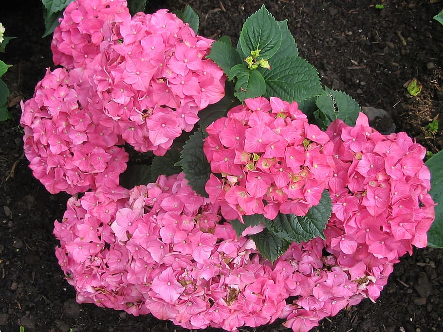 Hydrangeas, Flowers, Pink, hydrangea flower, nature, flora HD wallpaper