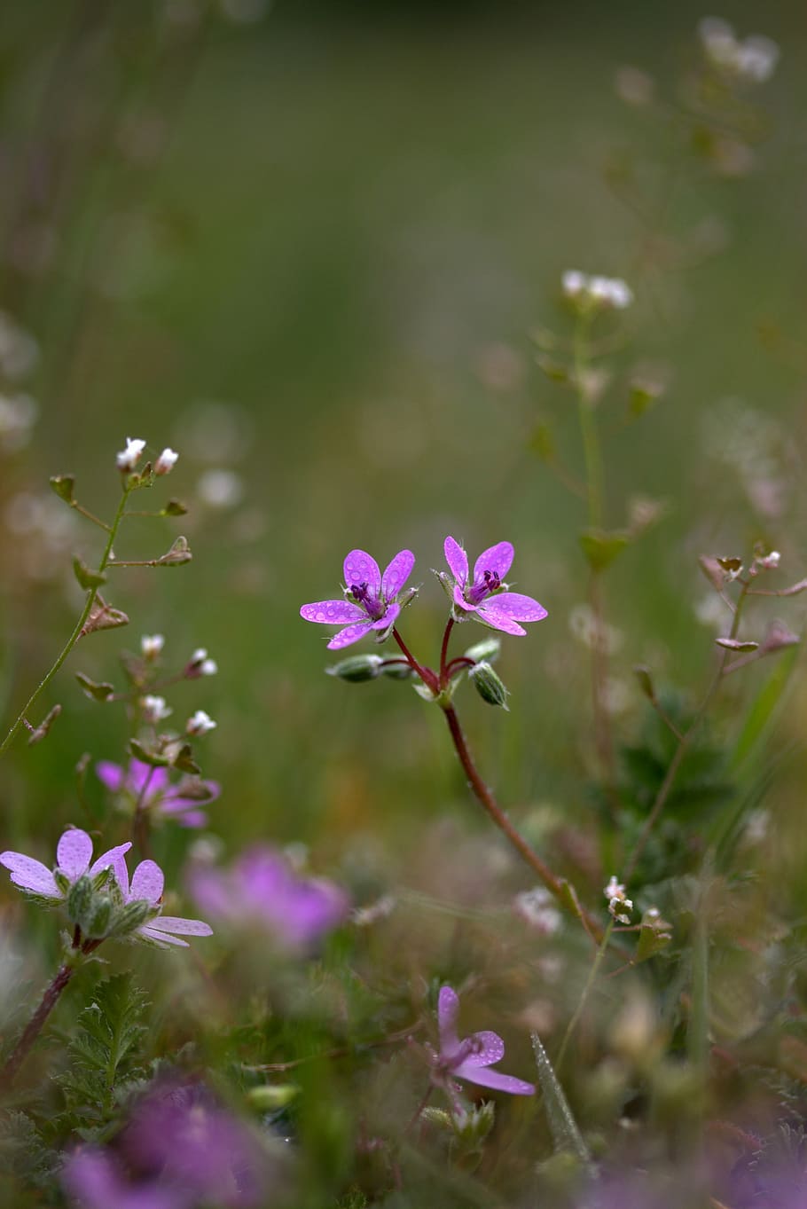 macro shot photography of purple flowers, camp, violet, small HD wallpaper