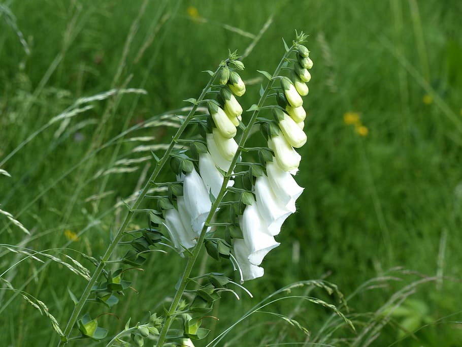 white foxgloves flowers in selective focus photography, thimble, HD wallpaper