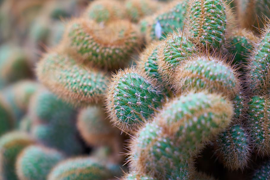 Cactus, Dea, Needle, Macro, flower picture, garden, plant, beautiful HD wallpaper