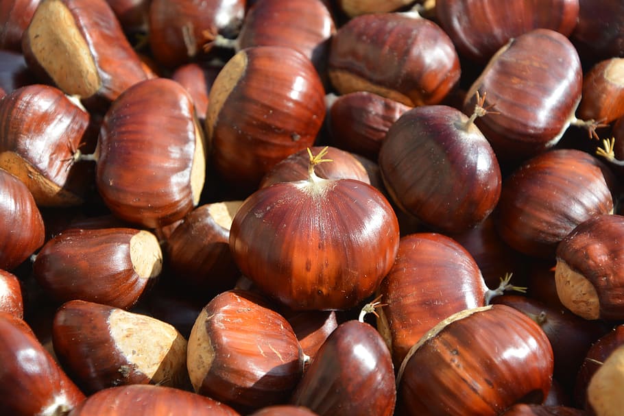 brown, chestnuts, fall, nature, fruit, plant, season, forest HD wallpaper