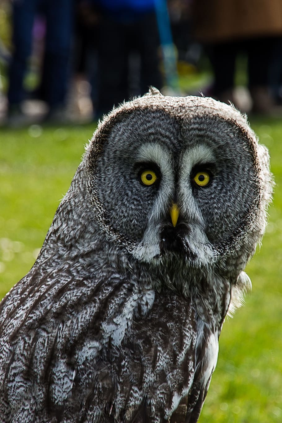 owls, eurasian eagle owl, animal themes, one animal, animals in the wild HD wallpaper