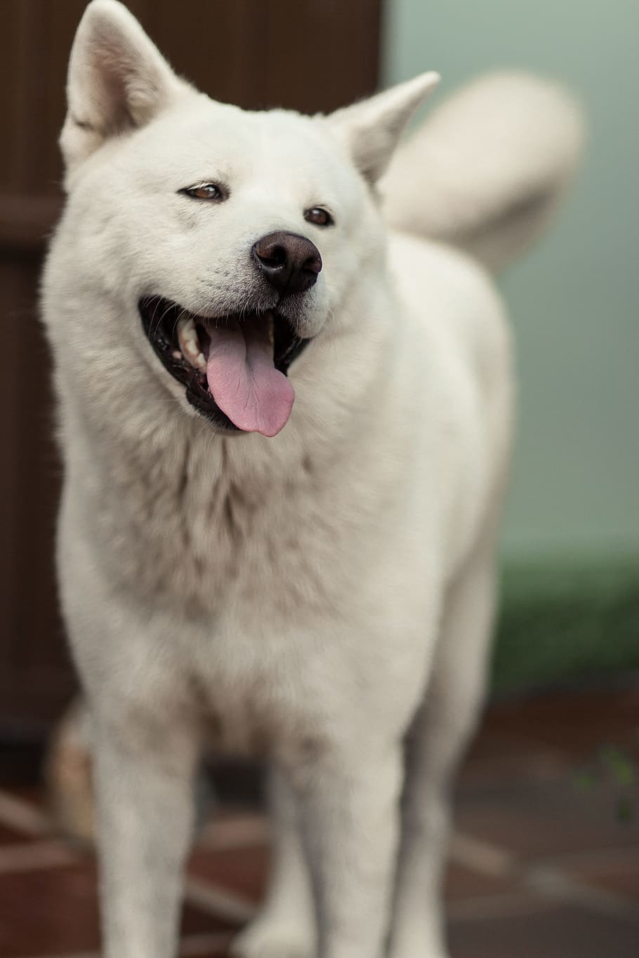 adult white shepherd, dog, akita, smile, akita inu, breed, japanese, HD wallpaper
