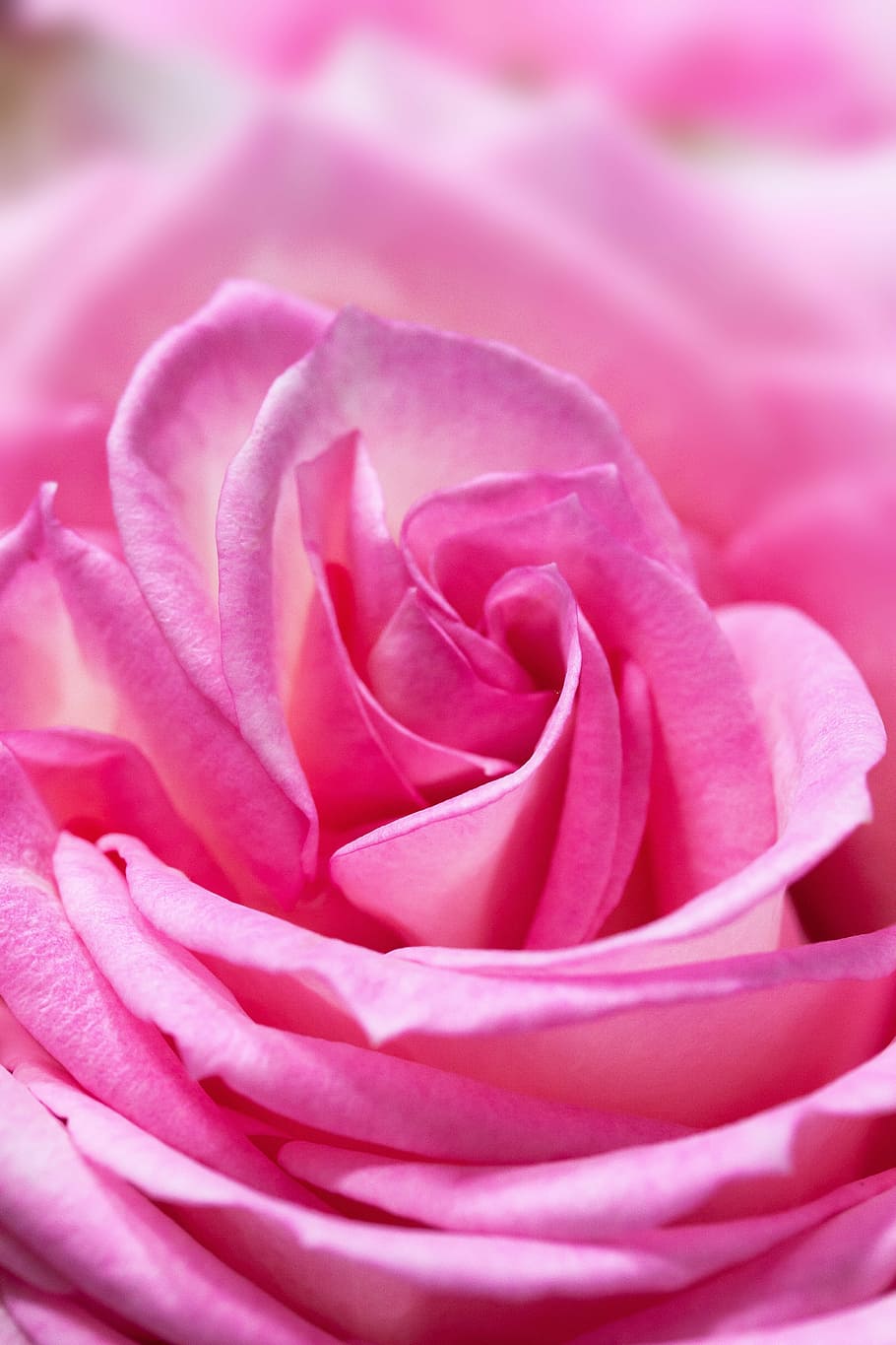 shallow focus photography of pink flower, rose, macro, composites HD wallpaper