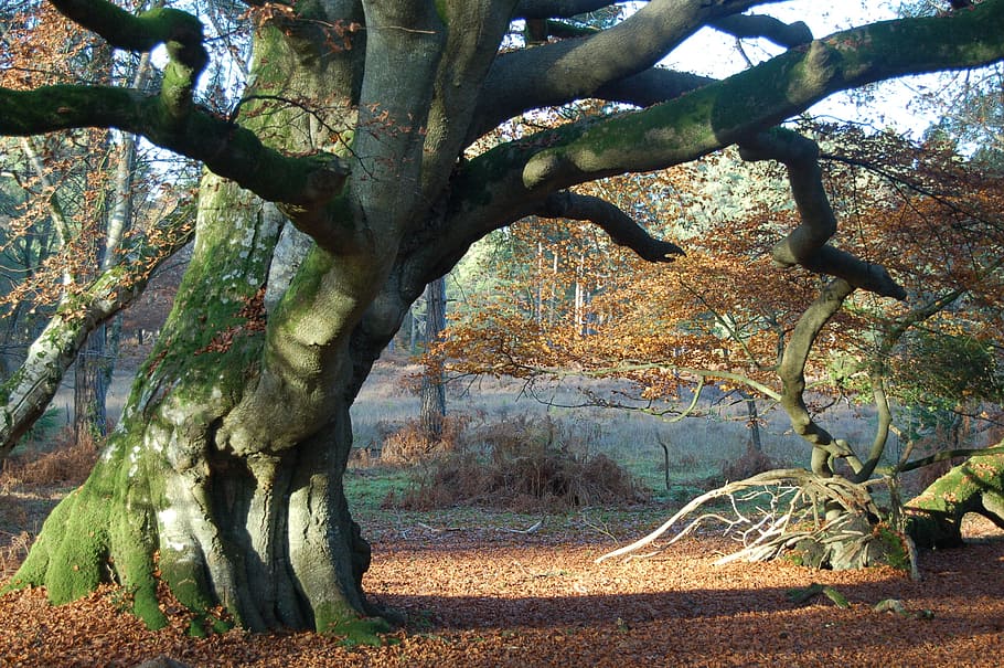 green tree beside the green tree on a brown leafy ground, beech tree HD wallpaper