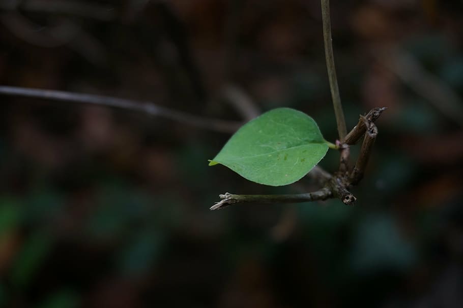 leaf, forest, individually, green, dark, leaves, nature, plant part HD wallpaper