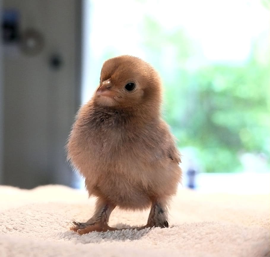 chick, spring, animal themes, one animal, young animal, bird HD wallpaper