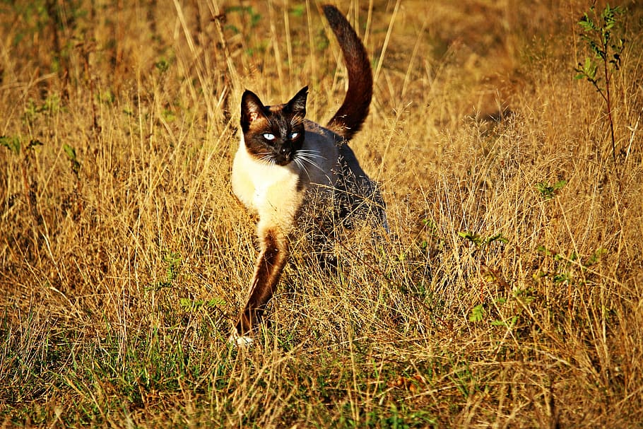 selective focus photo of Siamese cat, breed cat, mieze, kitten HD wallpaper