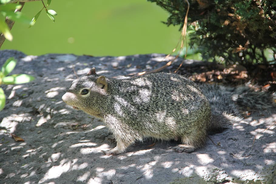 grey squirrel, squirrel in stone, squirrels, animal themes HD wallpaper