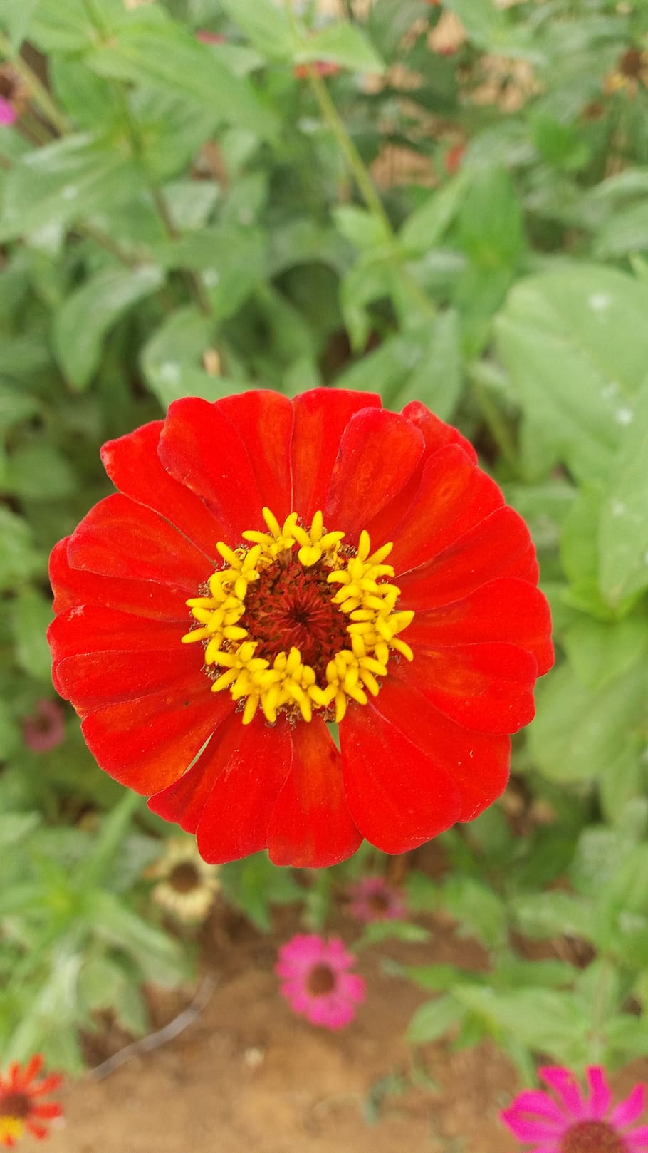 flowers, red, beautiful, flowering plant, freshness, petal HD wallpaper