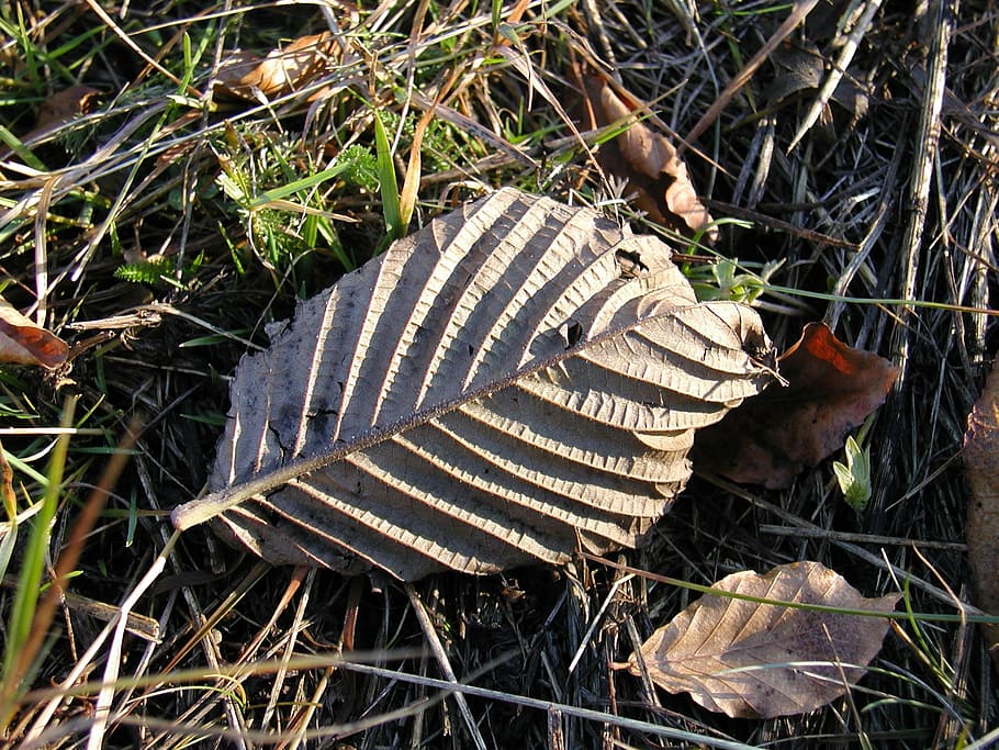 sheet, forest, autumn, macro, nature, leaf, dry, land, day HD wallpaper