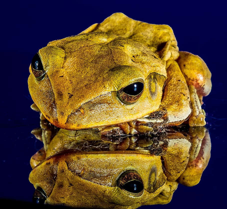green frog, close, mirror image, amphibian, animal, nature HD wallpaper