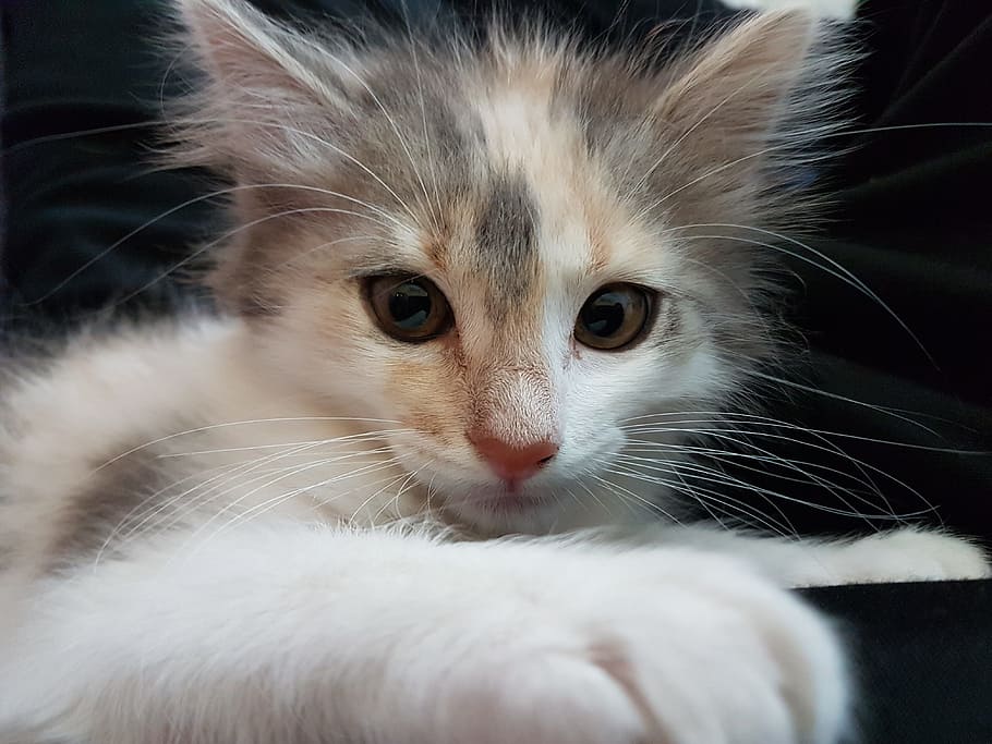 Cat, Malai, Pet, Kitten, Miao, Felines, pussy cat, domestic cat HD wallpaper