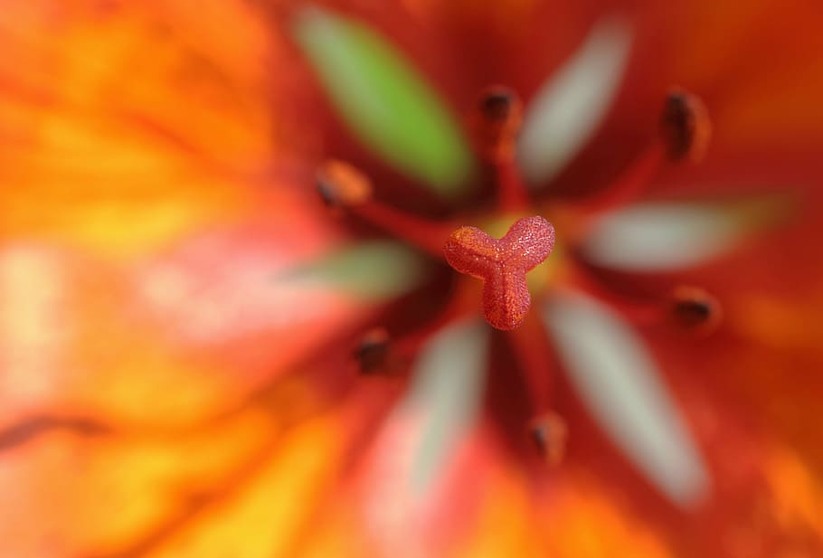 flower, cup, macro, spring, nature, closeup, flowering, flora HD wallpaper