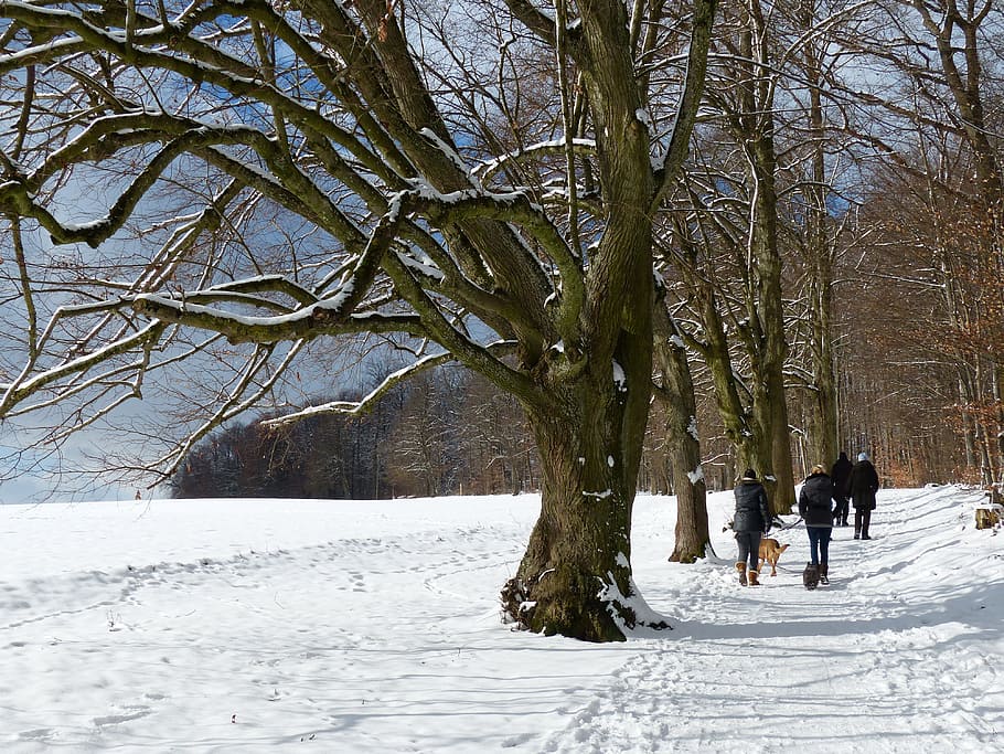 Tree, Avenue, Snow, Snowy, Winter, Cold, field, away, sky, brown, HD wallpaper