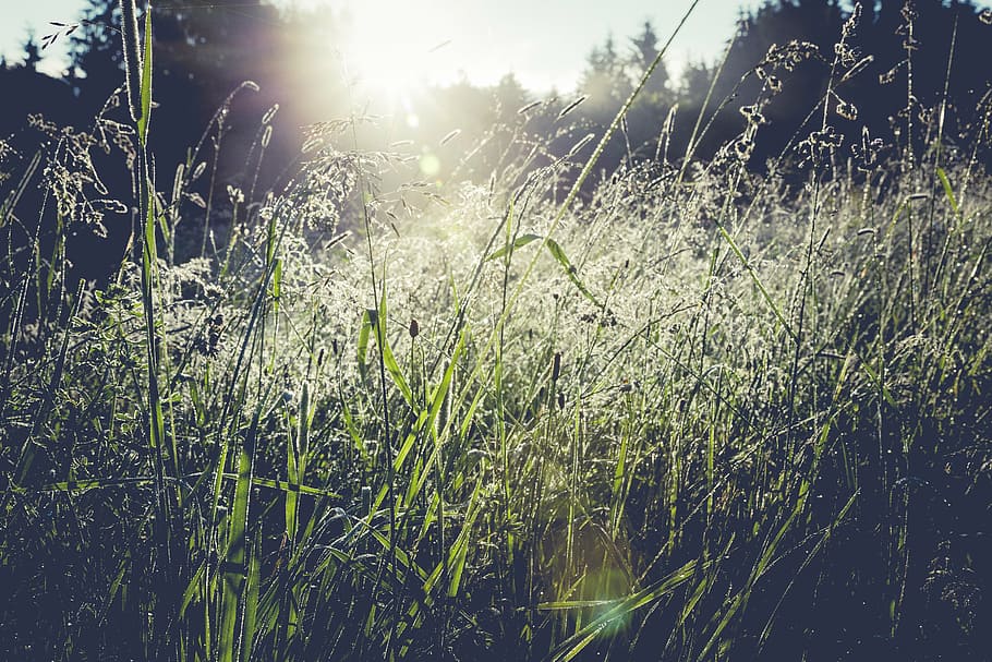 green grass field, forest, hill, mountains, landscape, meadow HD wallpaper